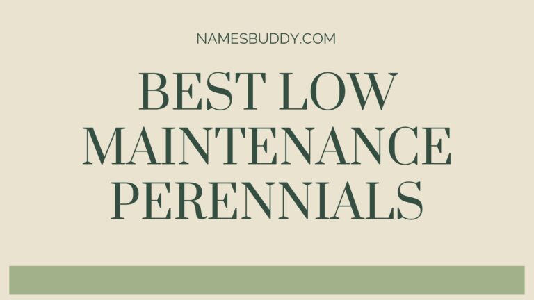 21 Best Low Maintenance Perennials (Perfect for Spring)