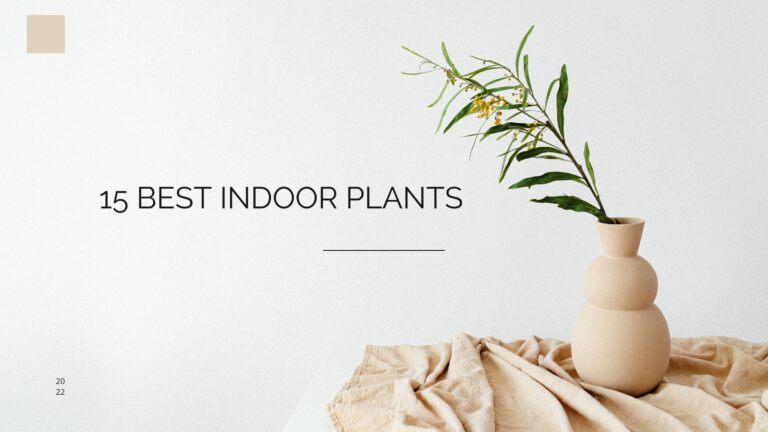 15 Best Indoor Plants That Are Easy To Take Care Of